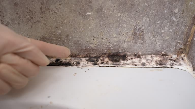 Best Black Mold Removal  in Sabina, OH